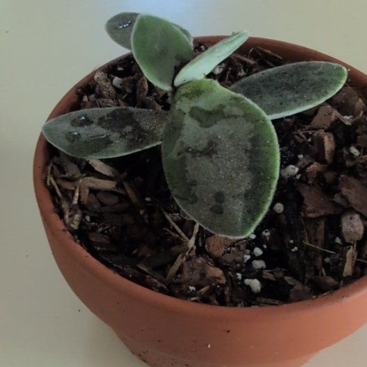 Photo of the plant species Panda Plant 'Album' by @rotero named Dax on Greg, the plant care app