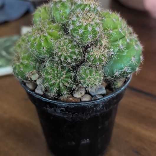 Photo of the plant species Easter Lily Cactus by @rotero named Surya on Greg, the plant care app