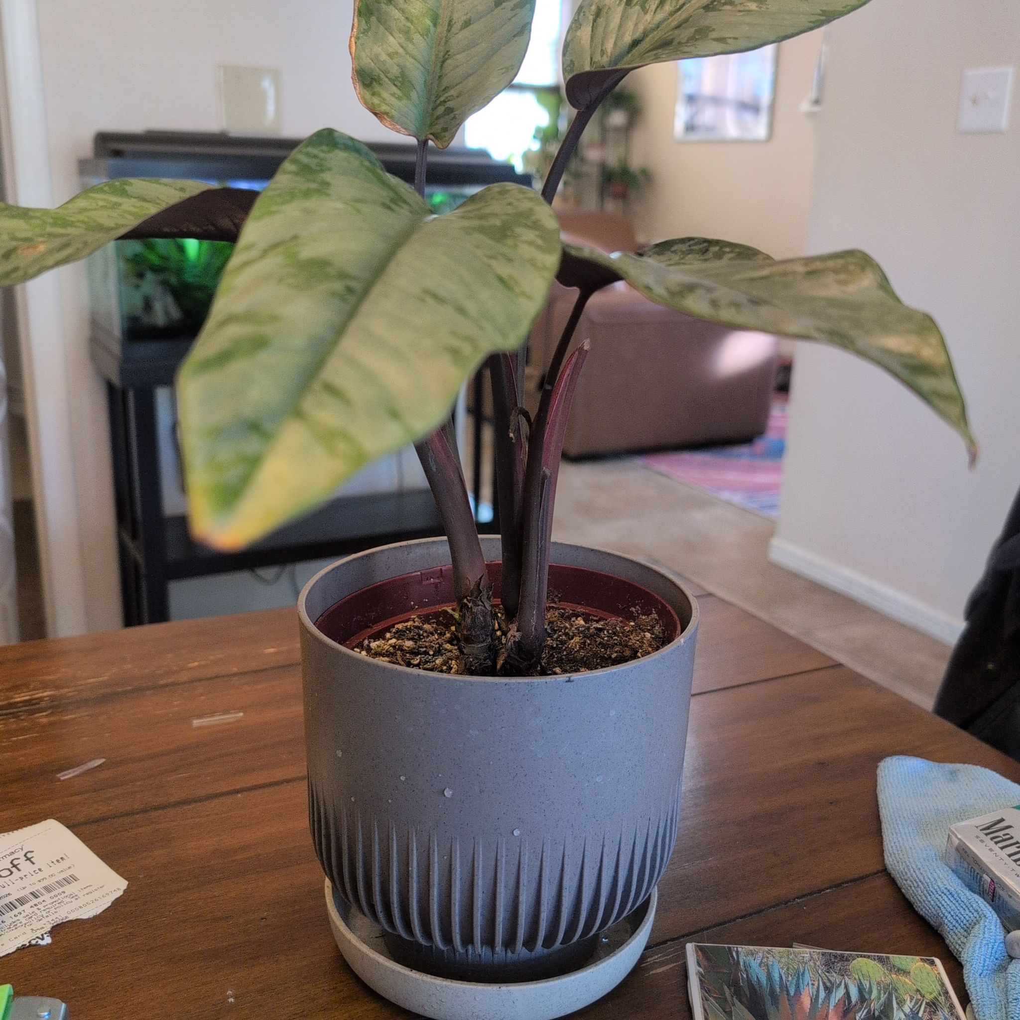 Photo of the plant species Apoballis Red Sword by @rotero named Forrest on Greg, the plant care app