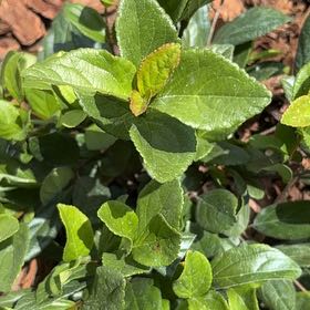 Photo of the plant species Crossberry by @Ej67 named Daphne on Greg, the plant care app