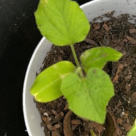Photo of the plant species Common Bean by @Ej67 named Terra on Greg, the plant care app