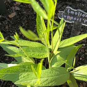 Photo of the plant species Asclepias Incarnata by @Ej67 named Sol on Greg, the plant care app