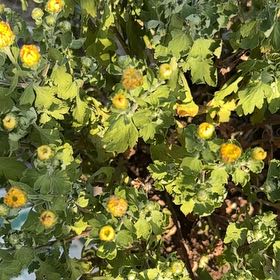 Photo of the plant species Feverfew by @Ej67 named Mochi on Greg, the plant care app