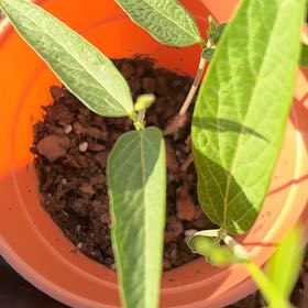 Photo of the plant species Common Bean by @Ej67 named Kardashian on Greg, the plant care app