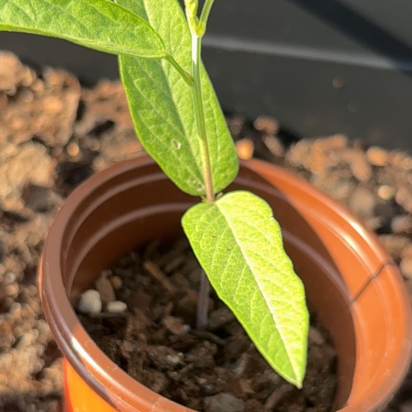 Photo of the plant species Common Bean by @Ej67 named Lebron on Greg, the plant care app