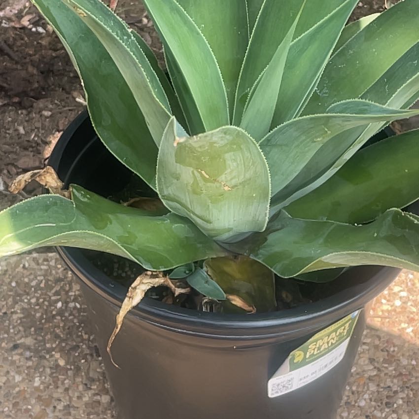 Photo of the plant species Agave blue flame by @GuruAgarito10 named Anne on Greg, the plant care app