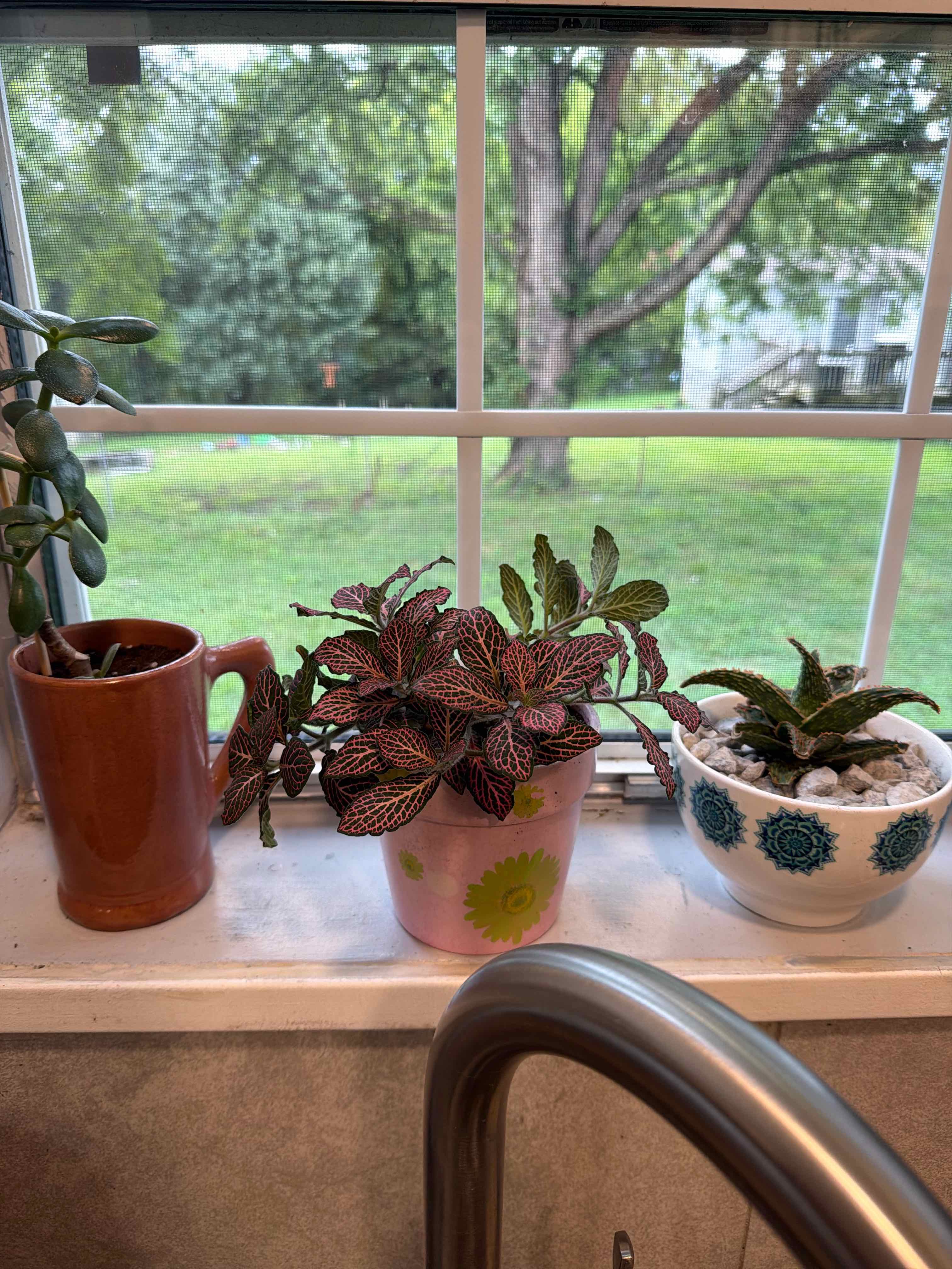 Photo of the plant species Mini Pink Fittonia by @Zwolfe named Homer on Greg, the plant care app