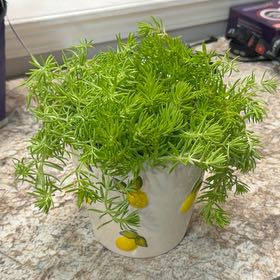 Photo of the plant species Stonecrop 'Lemon Coral' by @Zwolfe named Sanders on Greg, the plant care app