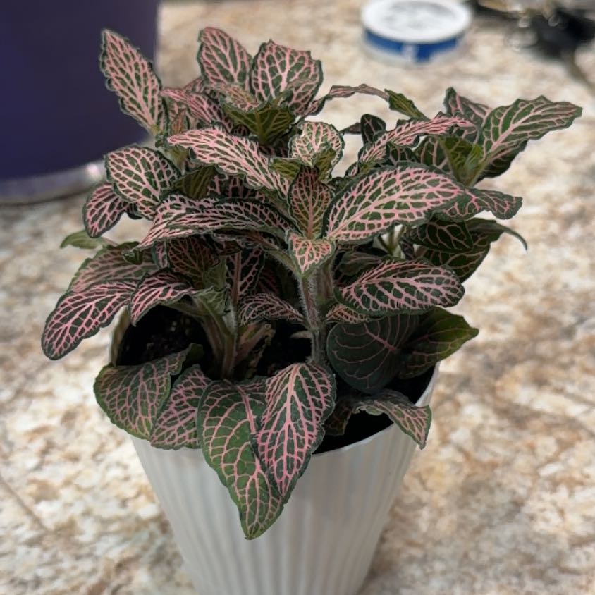 Photo of the plant species Mini Pink Fittonia by @Zwolfe named Homer on Greg, the plant care app