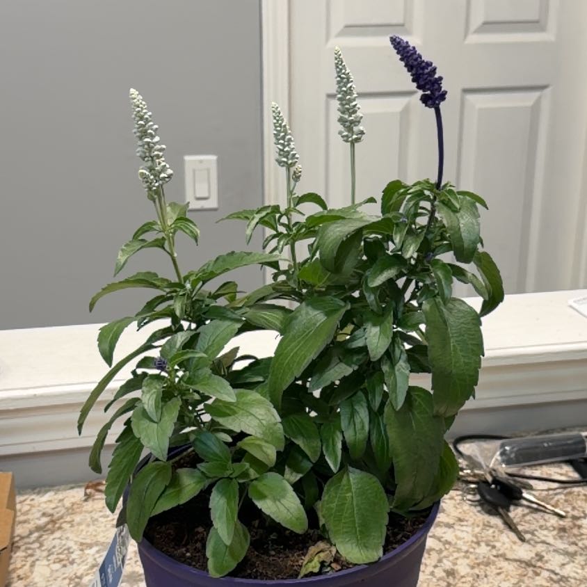Photo of the plant species Salvia 'Sallyfun' by @Zwolfe named Tolkien on Greg, the plant care app
