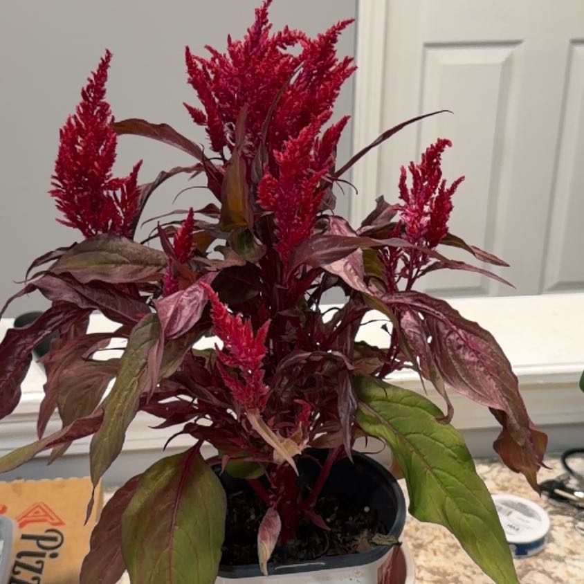 Photo of the plant species Dragons Breath by @Zwolfe named Nemo on Greg, the plant care app