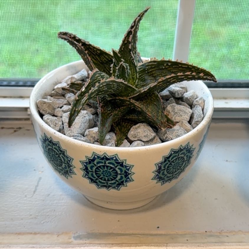Photo of the plant species Aloe Oik by @Zwolfe named Aristotle on Greg, the plant care app