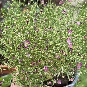 Photo of the plant species Russian Vine by @ethancurrie named Ronaldo on Greg, the plant care app