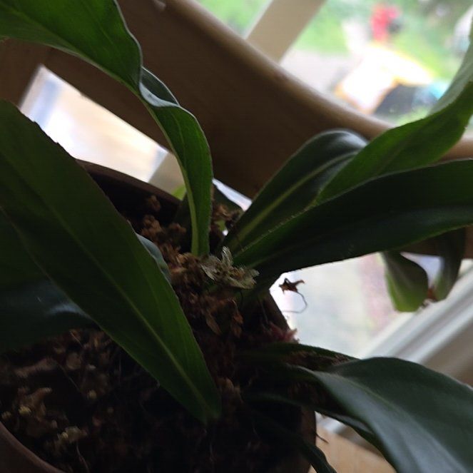 Photo of the plant species Begonia lancifolia by @FoodMonk82 named Tolkien on Greg, the plant care app