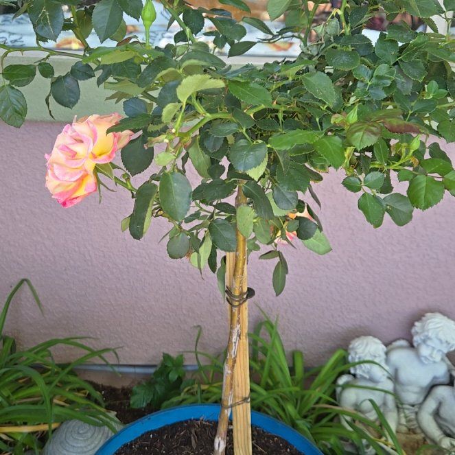 Photo of the plant species True Sincerity by @ProudMum12 named Duke on Greg, the plant care app