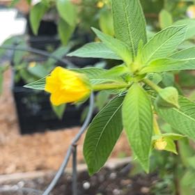 Photo of the plant species Ramgoat Dashalong by @IdolCardoon84 named Sproutacus on Greg, the plant care app