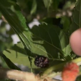 Photo of the plant species Black Mulberry by @IdolCardoon84 named Tolkien on Greg, the plant care app
