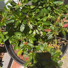 Photo of the plant species Satsuki by @CrispMahoe53 named Rainier on Greg, the plant care app