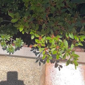 Photo of the plant species Satsuki by @CrispMahoe53 named Eva on Greg, the plant care app