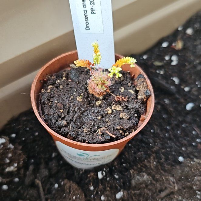 Photo of the plant species australian pygmy sundew by @PotentTutsan80 named Zion on Greg, the plant care app