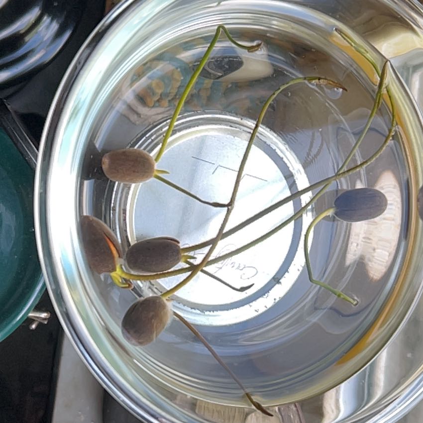 Photo of the plant species Lotus by @LordlyFuscia78 named Aristotle on Greg, the plant care app