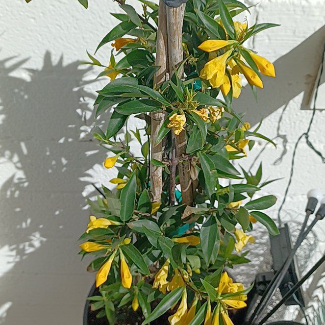 Photo of the plant species Chinese Barberry by @BoldMango78 named Drake on Greg, the plant care app