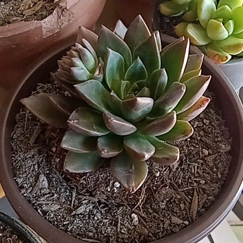 Photo of the plant species Solar Flare by @ZarfMarimo92 named James Dean on Greg, the plant care app