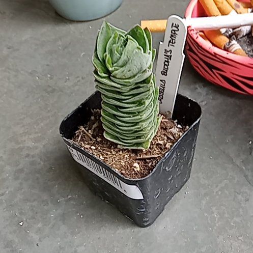 Photo of the plant species Buddhas Temple by @ZarfMarimo92 named Aristotle on Greg, the plant care app