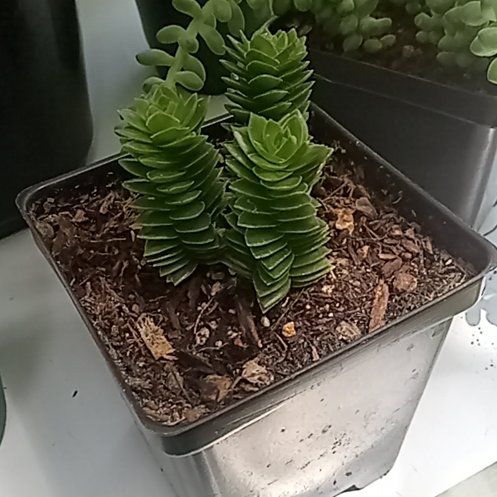Photo of the plant species Crassula 'Spiralis Estagnol' by @ZarfMarimo92 named Sproutacus on Greg, the plant care app