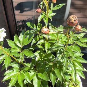 Photo of the plant species Chinese Peony by @AmazingAnise82 named Marley on Greg, the plant care app