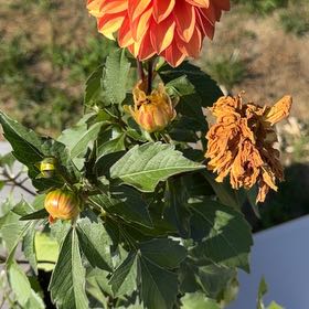 Photo of the plant species Red Dahlia by @AmazingAnise82 named Harmony on Greg, the plant care app
