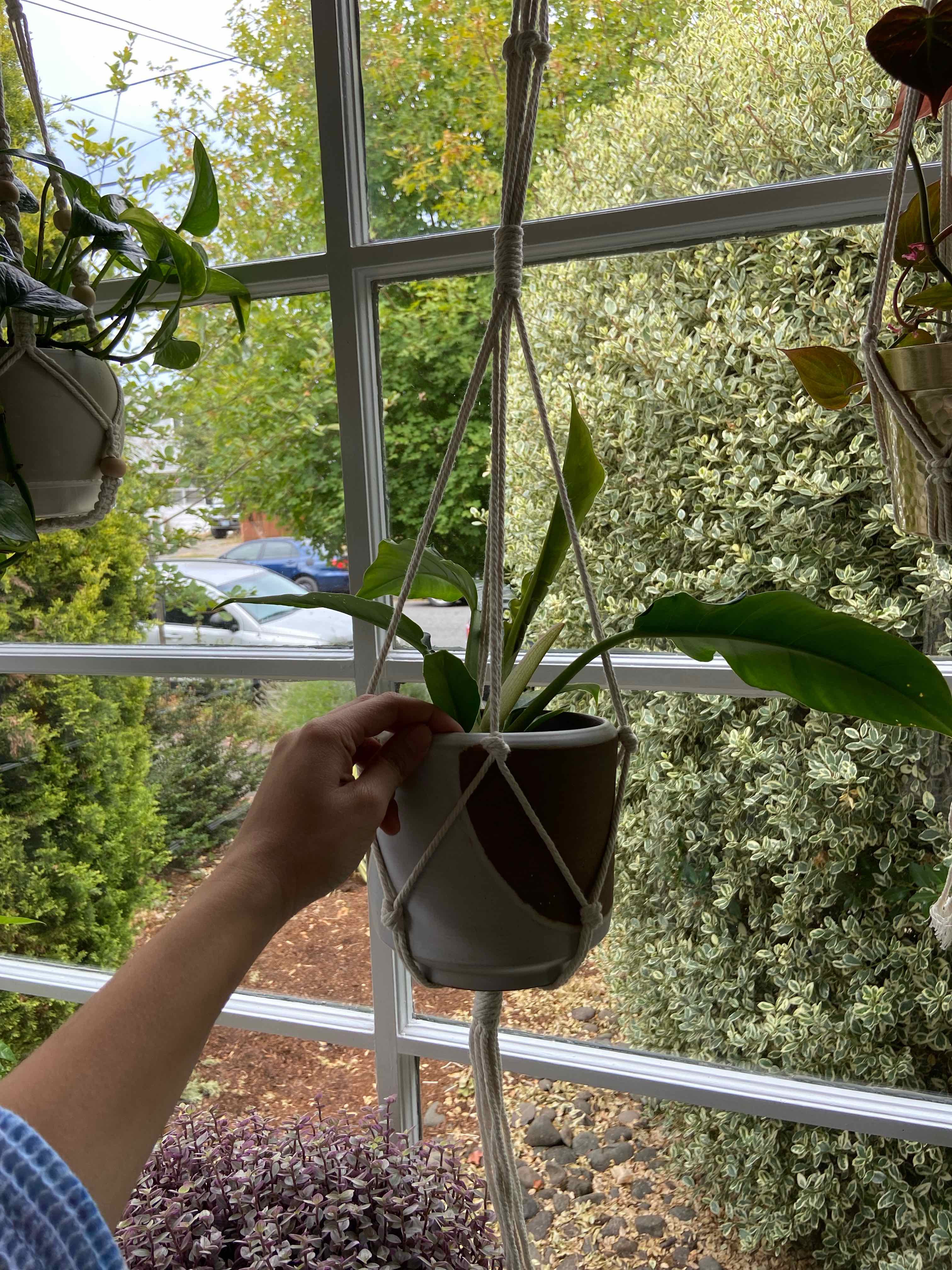 Tiger Tooth Philodendron in a hanging pot with a hand holding the pot, background includes a window with outdoor scenery.