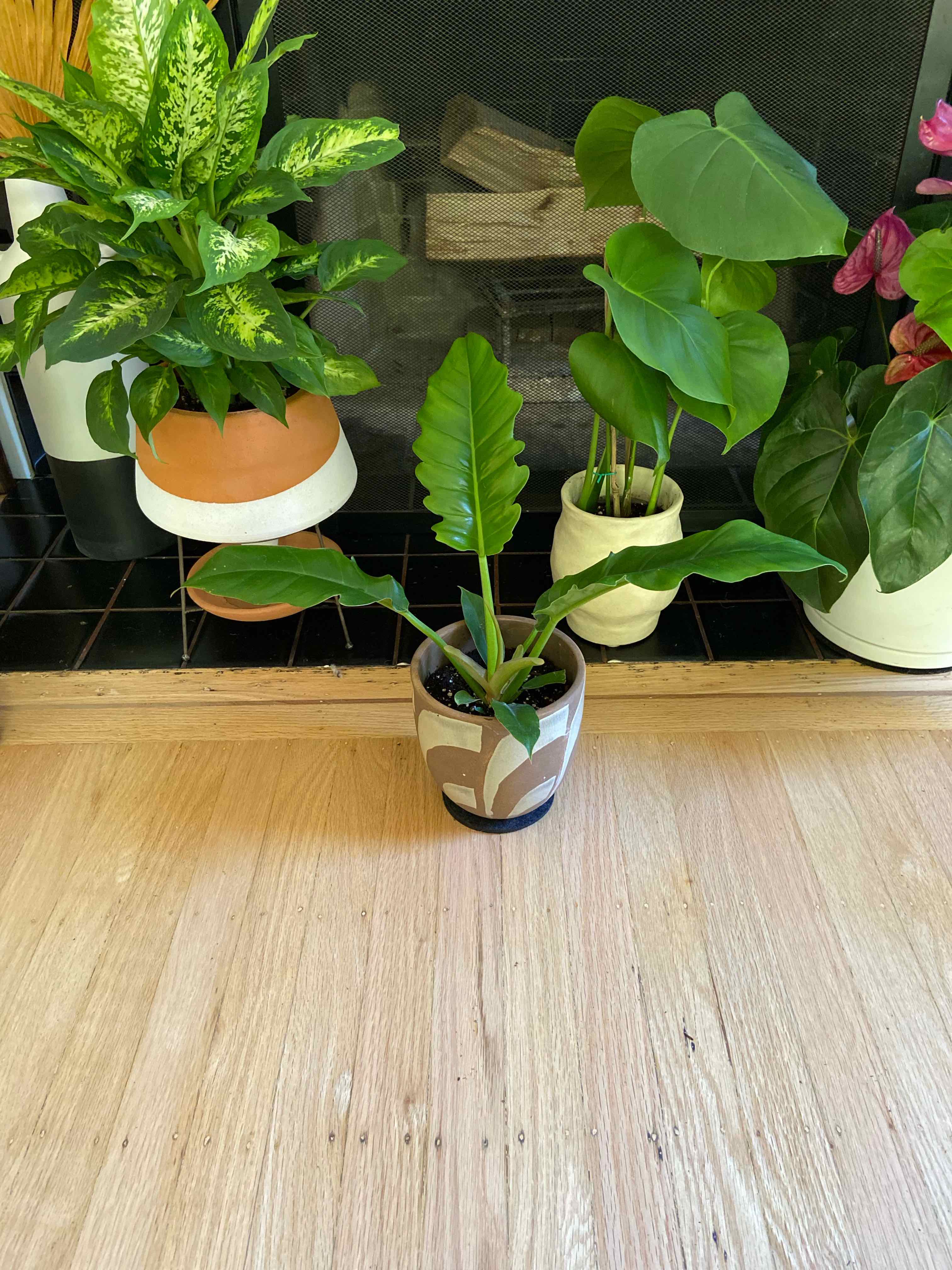 Tiger Tooth Philodendron in a pot on a wooden floor with other plants in the background.