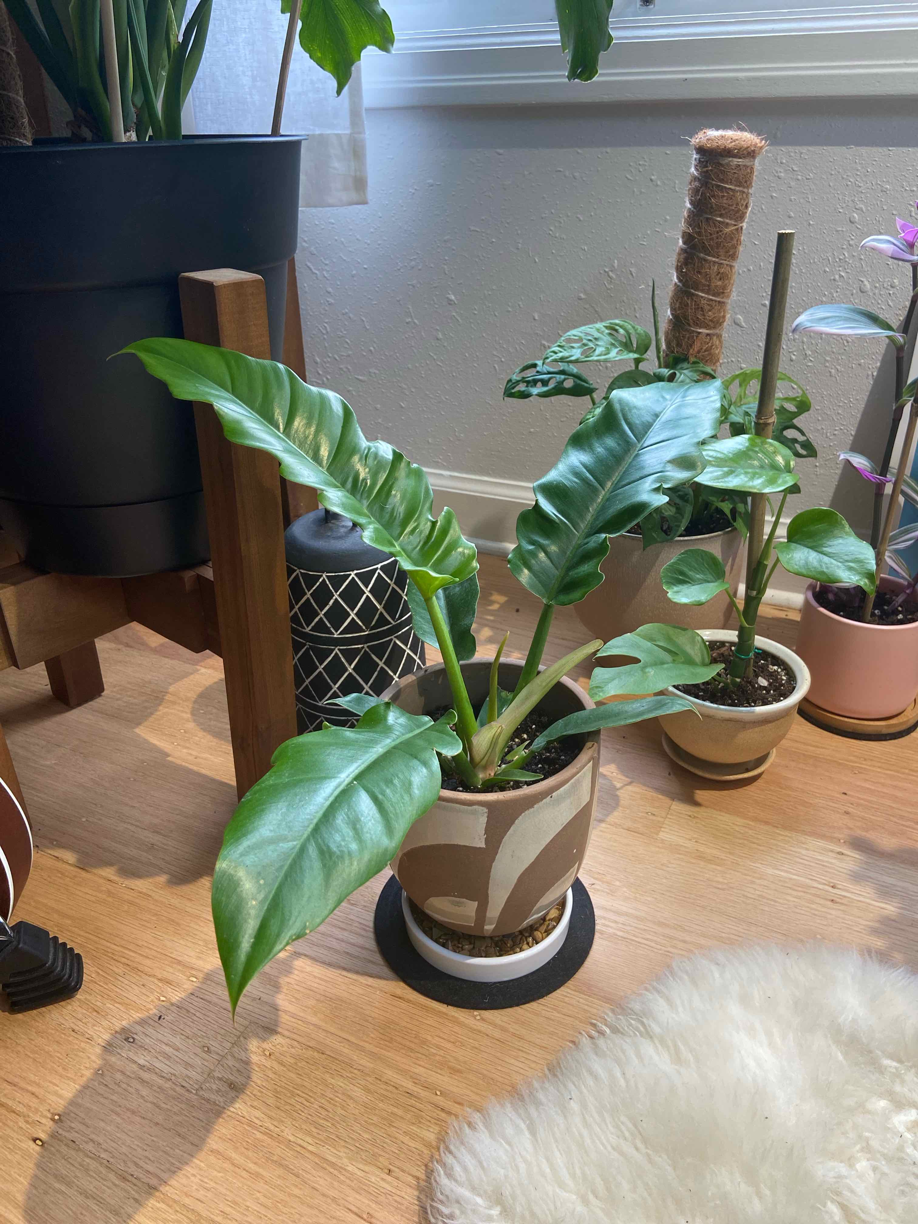 Indoor potted Tiger Tooth Philodendron with healthy green leaves.