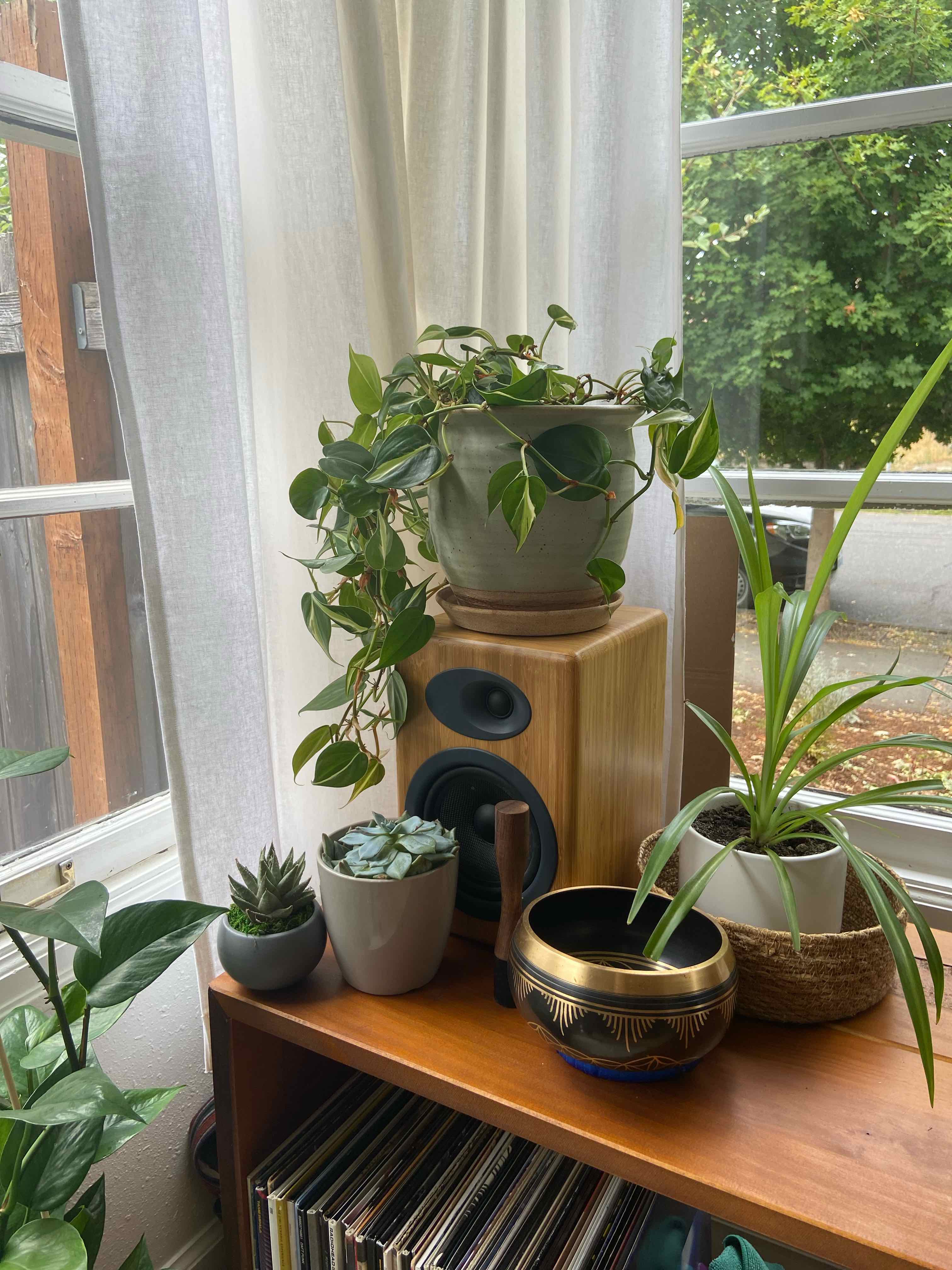 Silver Stripe Philodendron in a pot on a speaker, surrounded by other plants.