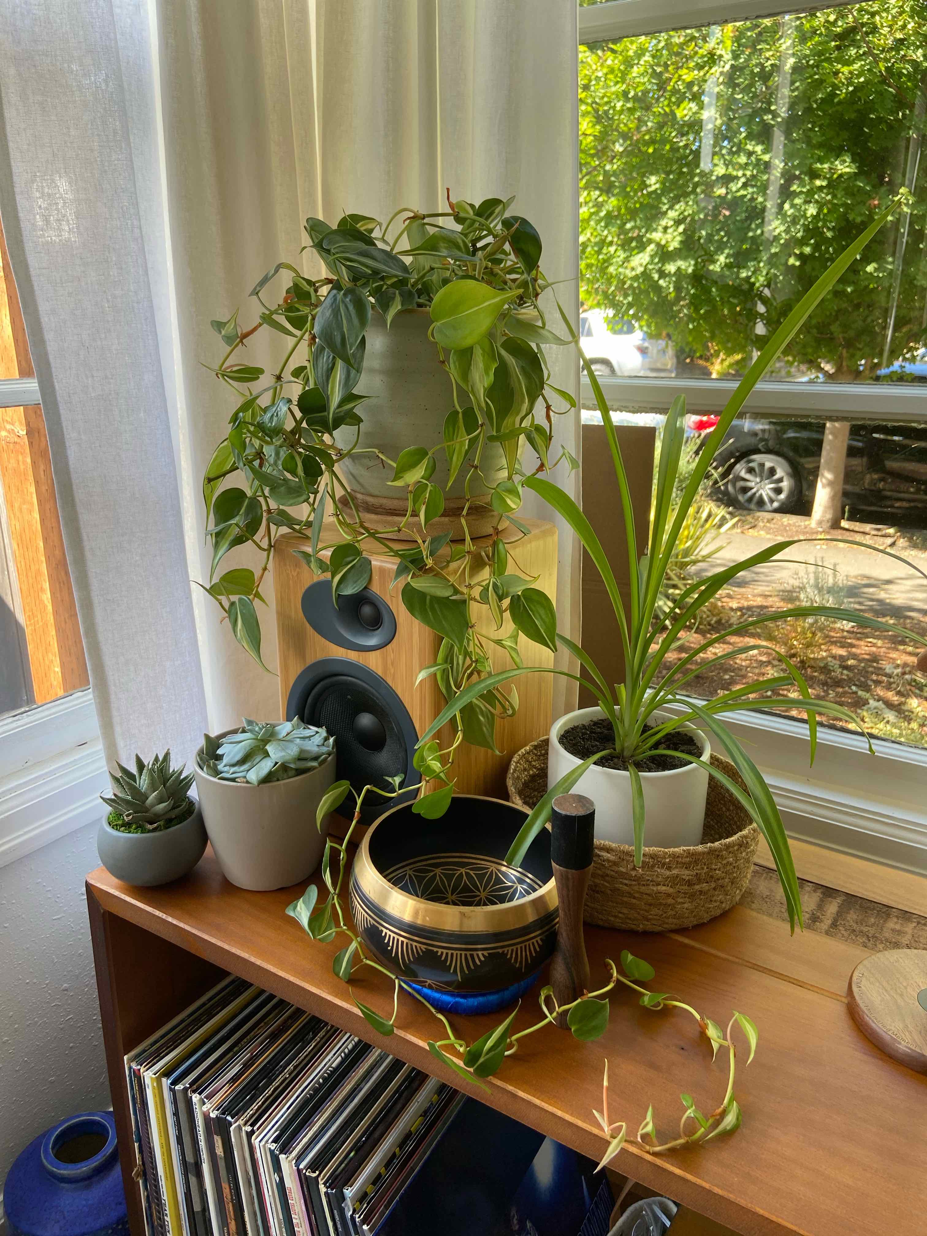 Indoor setup with a healthy Silver Stripe Philodendron and other plants on a shelf.