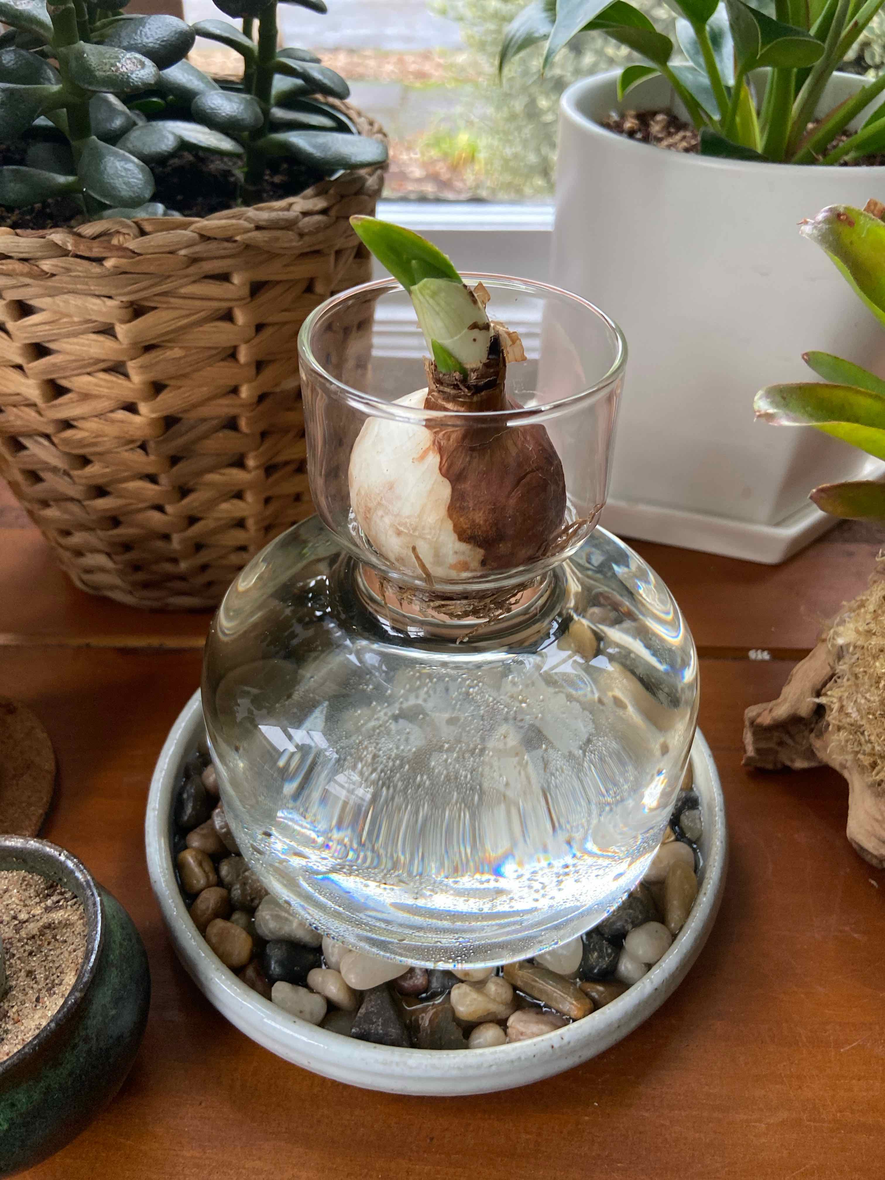 Paperwhite plant bulb in a glass container with water, sprouting green leaves.