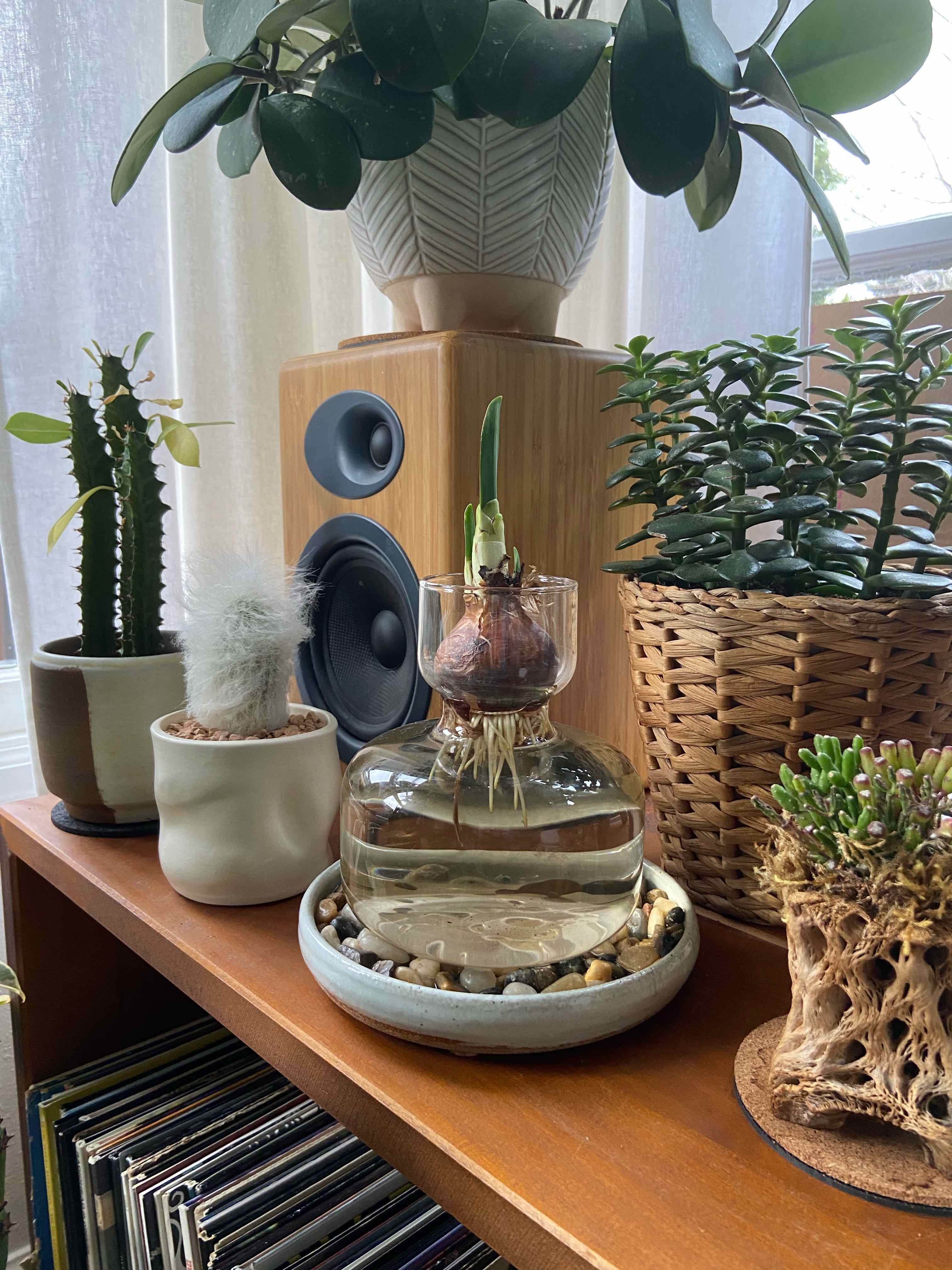 Paperwhite bulb growing in water indoors, surrounded by other potted plants.