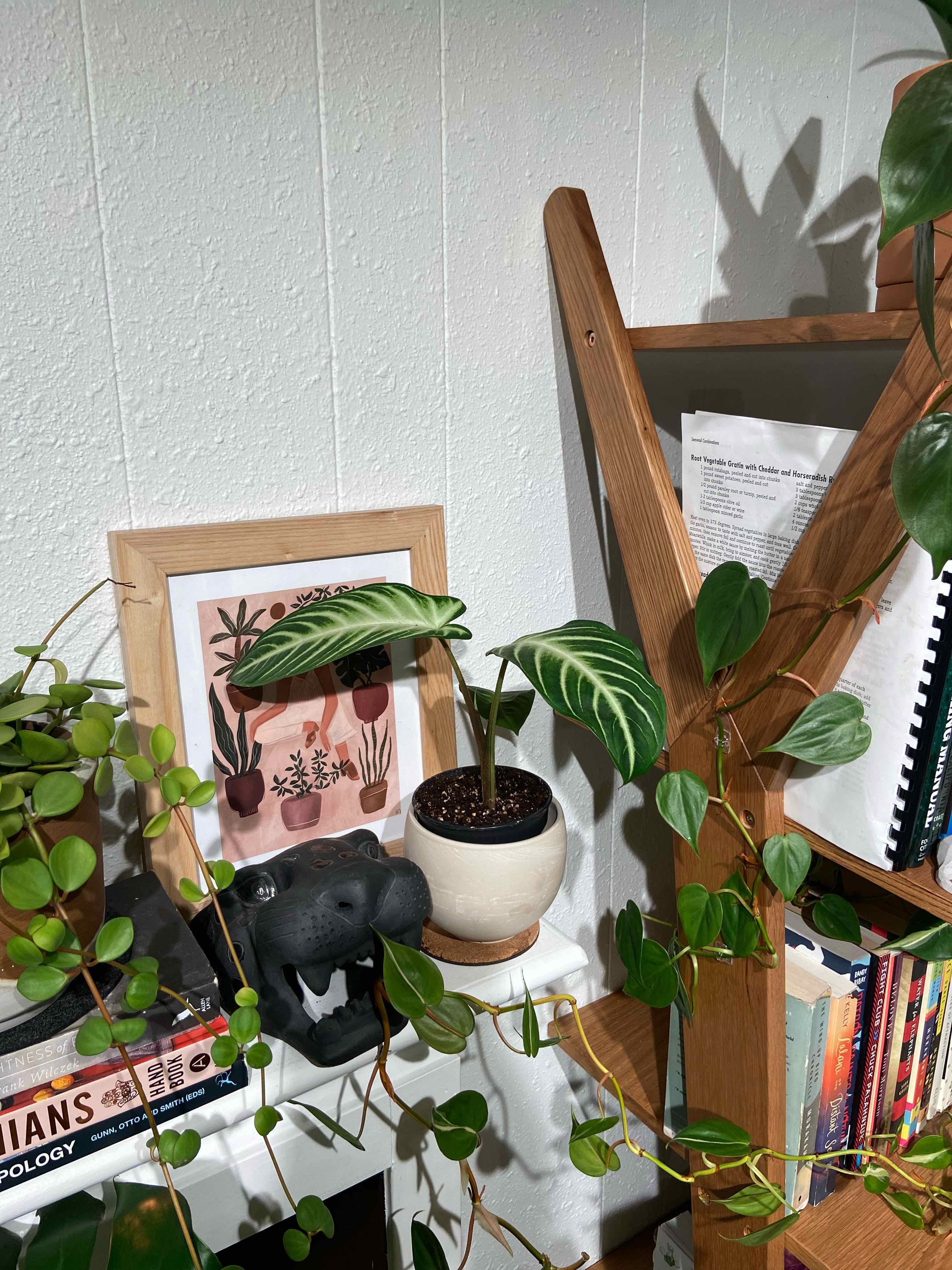 Potted Xanthosoma Angel wings plant on a shelf with other plants and books in the background.