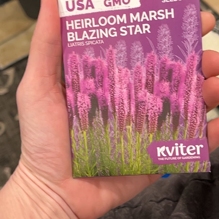 Photo of the plant species Liatris Spicata by @YardHemlock12 named Bella on Greg, the plant care app