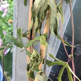 Photo of the plant species Bluecrown Passionflower by @ActualOmnom7 named Beckham on Greg, the plant care app