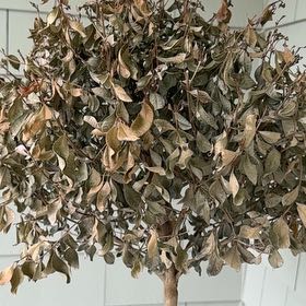 Photo of the plant species Eugenia by @ComicArnoseris named Surya on Greg, the plant care app