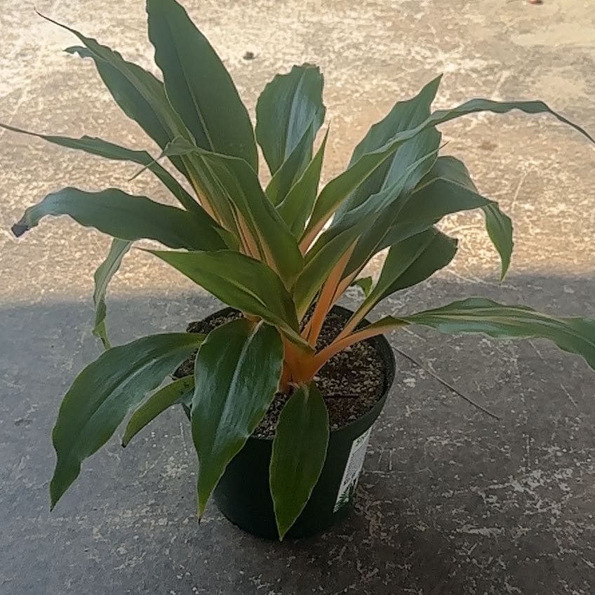 Photo of the plant species Chlorophytum 'Fire Flash' by @NationalTukauki named Ulysses S Plant on Greg, the plant care app