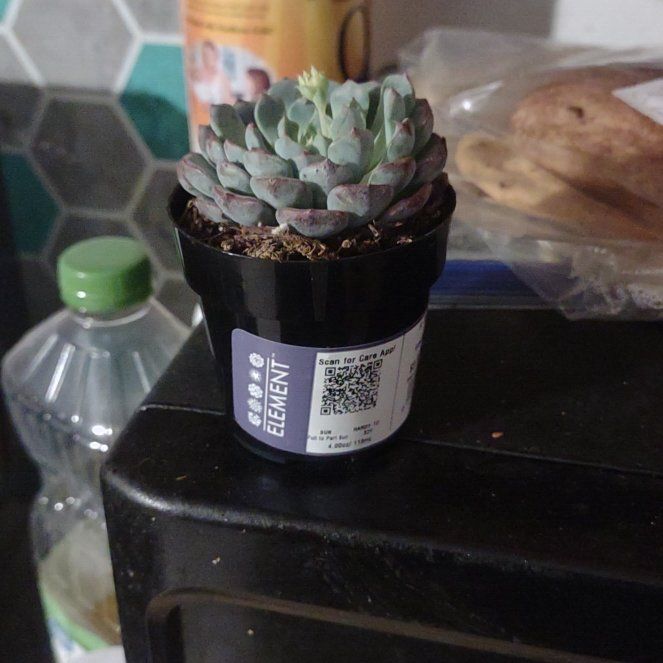 Photo of the plant species Echeveria 'Happy™' by @CivilGollum79 named Athena on Greg, the plant care app