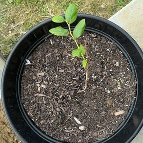 Photo of the plant species Blueberry by @YesCreamcups46 named Foxxy on Greg, the plant care app