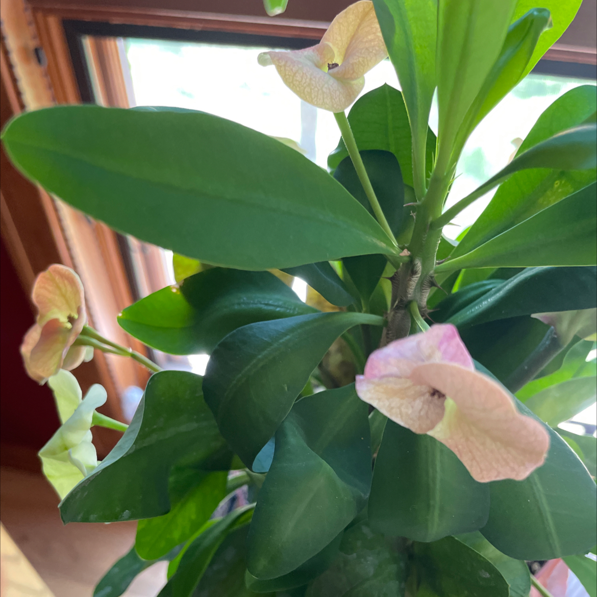 Photo of the plant species Euphorbia millotii by @NurseFynbosaloe named Darwin on Greg, the plant care app