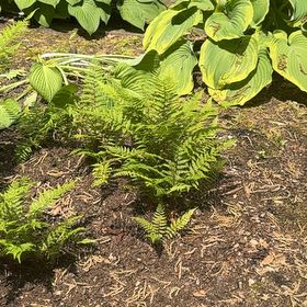 Photo of the plant species Cinnamon Fern by @SirOtanthus19 named Rihanna on Greg, the plant care app