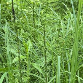 Photo of the plant species Great Horsetail by @SirOtanthus19 named Mando on Greg, the plant care app