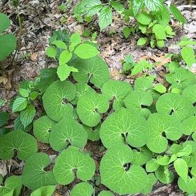 Photo of the plant species Hartweg's Wild Ginger by @SirOtanthus19 named Baesil on Greg, the plant care app