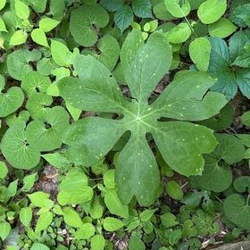 Photo of the plant species Mayapple by @SirOtanthus19 named Curie on Greg, the plant care app